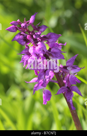 frühe lila Orchidee (Orchis Mascula), Blütenstand, Deutschland, Bayern Stockfoto