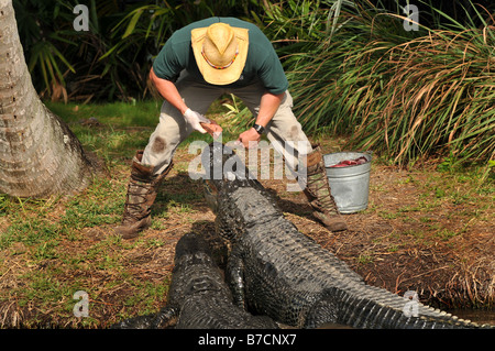 Trainer und Alligator Stockfoto