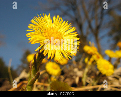 Colt-Foot, Huflattich (Tussilago Farfara), Blütenstand vor blauem Himmel Stockfoto