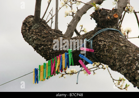 bunte Wäscheklammern auf einem Clothline eines alten Baumes hängen Madrigal De La Vera, Cáceres, Extremadura, Spanien Stockfoto