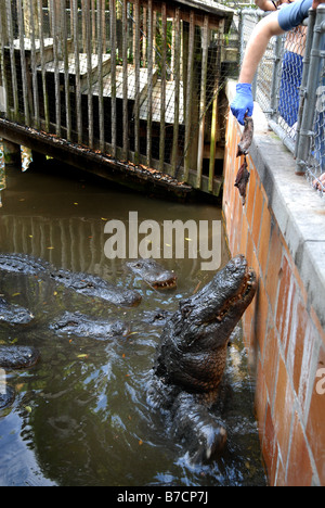 Menschen, die Videoaufnahmen Alligator füttern Stockfoto