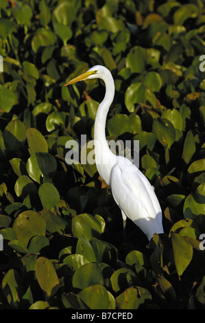 Silberreiher, Silberreiher (Egretta Alba, Casmerodius Albus, Ardea Alba), zwischen Wasserhyazinthen, Brasilien, Pantanal Stockfoto