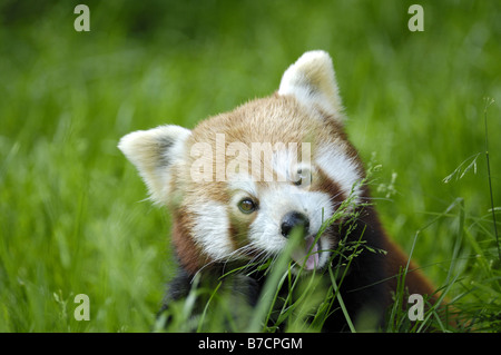 kleinere Panda, roter Panda (Ailurus Fulgens), auf das Futter Stockfoto