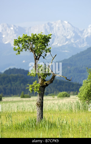 Eiche (Quercus spec.), einzelne struppigen Eiche im Moor, Murnauer Moos, Wetterstein-Gebirge im Hintergrund, Deutschland, Bayern, Stockfoto