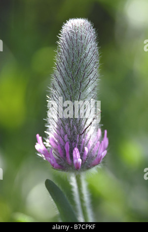 rotes Kleeblatt (Trifolium Rubens), Blütenstand, Bulgarien Stockfoto