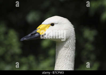 Bewick Schwan, Bewicks Schwan (Cygnus Bewickii, Cygnus Columbianus Bewickii), portrait Stockfoto