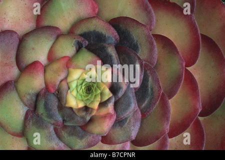 Aeonium (Aeonium spec.), Blätter der Fetthenne auf Gesteinsoberfläche, Madeira Stockfoto