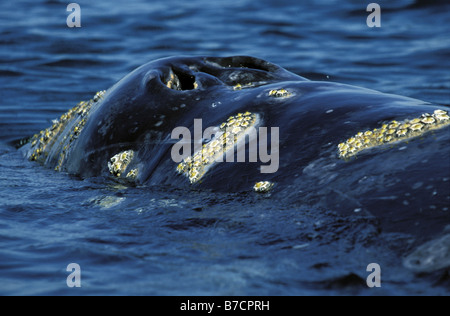 Grauwal (Eschrichtius Robustus, Eschrichtius Gibbosus), Schwellen-, Mexiko, Baja California Stockfoto