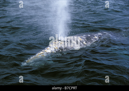 Grauwal (Eschrichtius Robustus, Eschrichtius Gibbosus), Schwellen-, Mexiko, Baja California Stockfoto