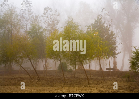 Bäume im Nebel von Missouri Fluß Stockfoto