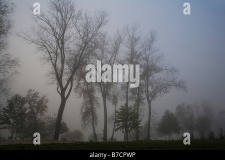 Bäume im Nebel von Missouri Fluß Stockfoto