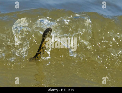 Würfel-Schlange (Natrix Tessellata), Schwimmen in Wellen, Rumänien, Istrien Stockfoto