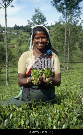 weibliche Tee Picker Lahuman Panithmalar in Sri Lanka, Sri Lanka, Central, Nuwara Eliya Stockfoto