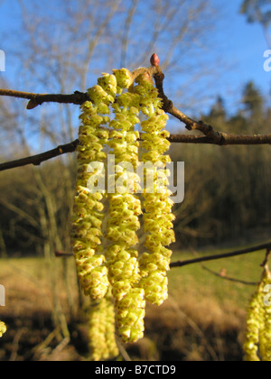 Gemeinsame Hasel (Corylus Avellana), männliche Kätzchen vor Landschaft im Frühling Stockfoto