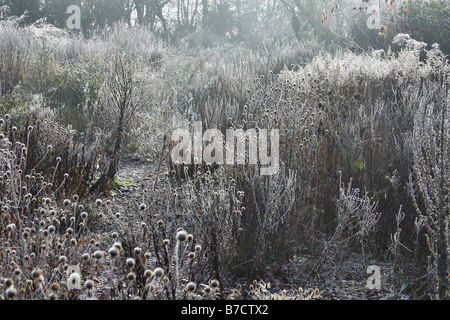 DER STEINGARTEN IN HOLBROOK DEVON IM WINTER MIT FROST Stockfoto