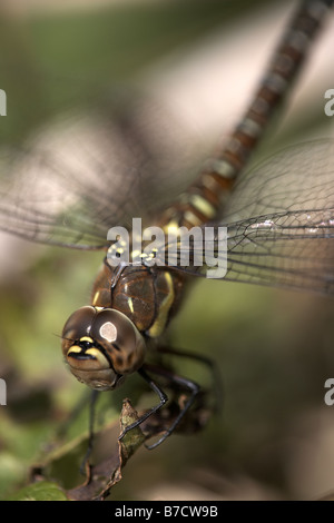 Migrantin Hawker Aeshna mixta Stockfoto