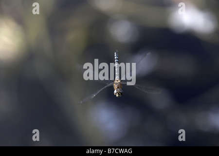 Migrationshintergrund Hawker im Flug Aeshna Mixta Leven Canal East Yorkshire Stockfoto