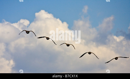 Fünf Kanadagänse wegfliegen Stockfoto