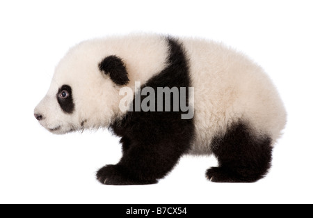 Giant Panda 4 Monate Ailuropoda Melanoleuca vor einem weißen Hintergrund Stockfoto