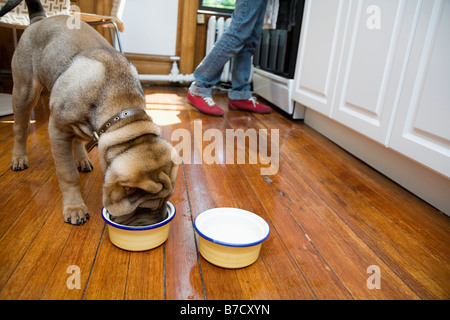 Ein Shar-Pei Essen aus einem Hundenapf, Besitzer im Hintergrund Stockfoto