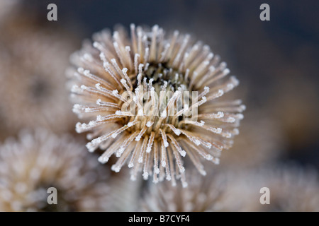 Arctium Lappa Frost auf größere Klette Seedheads Stockfoto