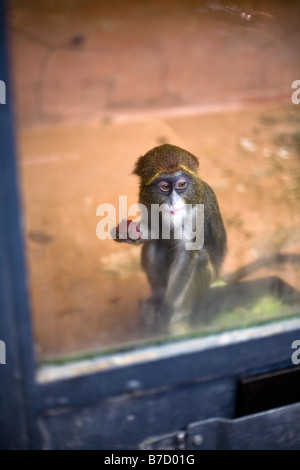Ein Säugling De Brazza Monkey (grüne Neglectus) Verzehr von Obst in einem Glaskäfig Stockfoto