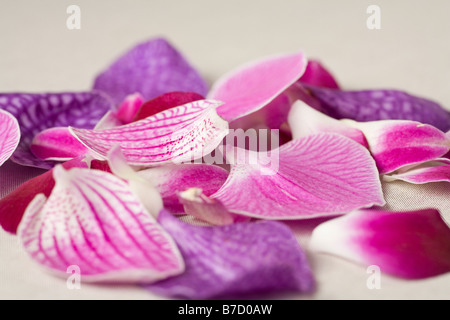 Blütenblätter aus einem Nachtfalter-Orchidee (Phalaenopsis) Stockfoto