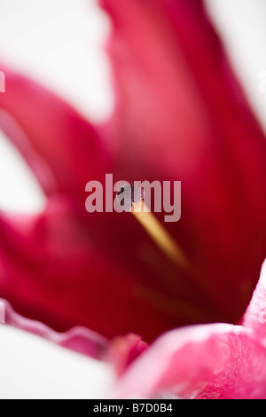 Stargazer Lilie (Lilium Orientalis) Stockfoto