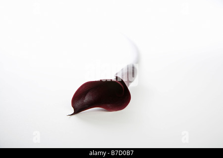 Eine dunkle rote Calla Lilie (Zantedeschia Aethiopica) Stockfoto