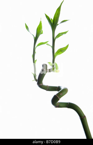 Lucky Bamboo (Dracaena Sanderiana) Stockfoto