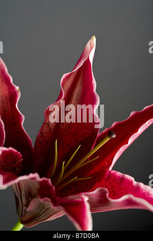 Stargazer Lilie (Lilium Orientalis) Stockfoto