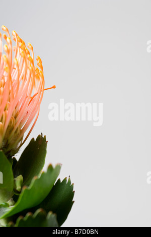 Silveredge Nadelkissen (Leucospermum Patersonii) Stockfoto