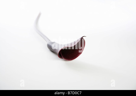 Eine dunkle rote Calla Lilie (Zantedeschia Aethiopica) Stockfoto