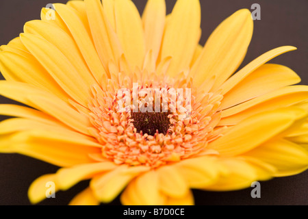 Eine Gerbera Daisy, Nahaufnahme Stockfoto