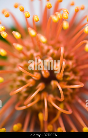 Silveredge Nadelkissen (Leucospermum Patersonii) Stockfoto