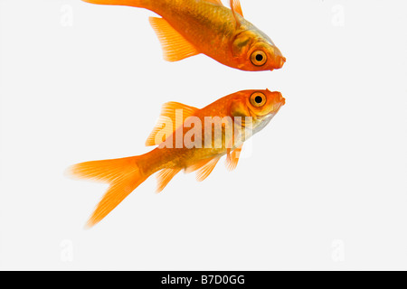 Ein Goldfisch und sein Spiegelbild Stockfoto