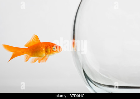 Ein Goldfisch außerhalb ein Goldfischglas Stockfoto