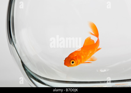 Goldfische in einem Goldfischglas Stockfoto