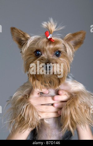 Hände halten ein Yorkshire-Terrier Stockfoto