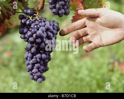 Eine menschliche Hand Griff nach Trauben wachsen auf einem Weingut Stockfoto