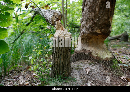 Baumstämme, nagte von Biber Stockfoto