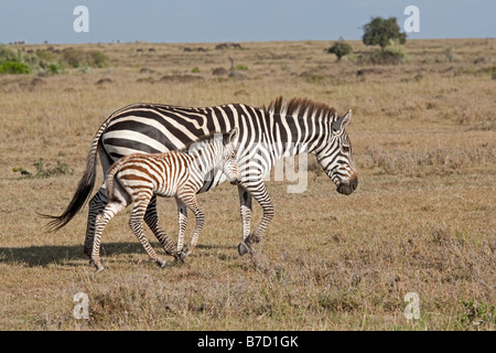 Zebra-Stute und Fohlen Equus Burchelli in Savanne Ebenen Masai Mara Nord Reserve Kenia Stockfoto