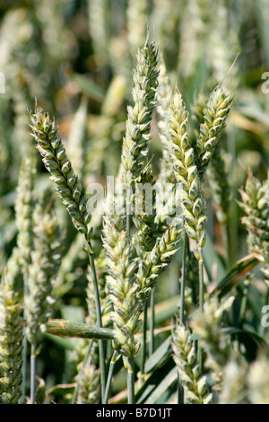 Weizen, wächst auf einem Feld, Nahaufnahme Stockfoto