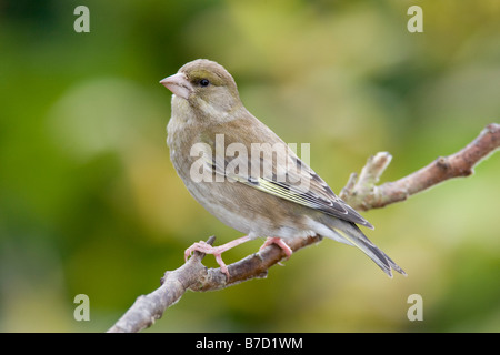 Grünfink Zuchtjahr Chloris Fringillidae Juvenile Stockfoto