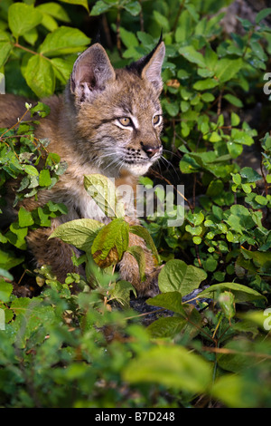 Kanadischer Luchs unter Büschen Stockfoto