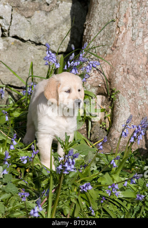 Golden Retriever männlichen Welpen 7 Wochen, die alt Yorkbeach Sandcastle Alfie eine Glockenblume erforscht, geschmückt Steingarten durch einen Baumstamm Stockfoto