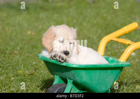 Golden Retriever männlichen Welpen 7 Wochen alt Yorkbeach Sandcastle Alfie in einen Spielzeug-Schubkarren in der Züchter stellt wieder Garten des Stockfoto