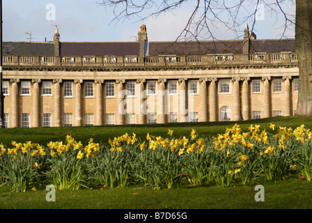 Narzissen im Royal Crescent, Bad Stockfoto