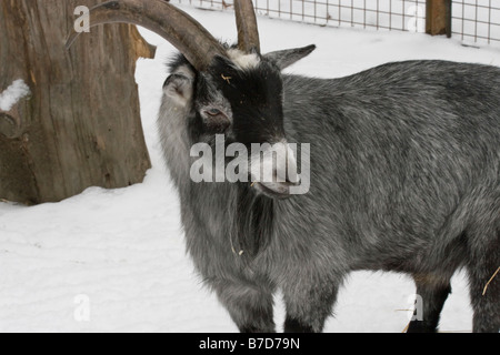 Eine Ziege ist an einem verschneiten Tag im Central Park Kinderzoo in New York gesehen. Stockfoto