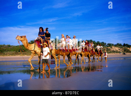 Broome Cable Beach Kamele Stockfoto